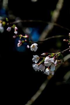 樱花开