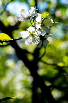 上海中山公园春天的花