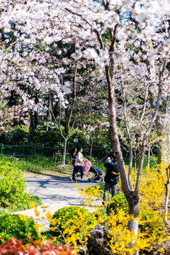 上海鲁迅公园樱花