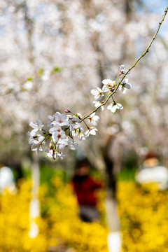 上海鲁迅公园樱花
