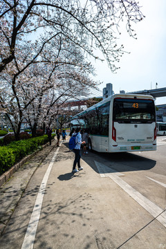 上海南浦大桥浦西公交枢纽樱花