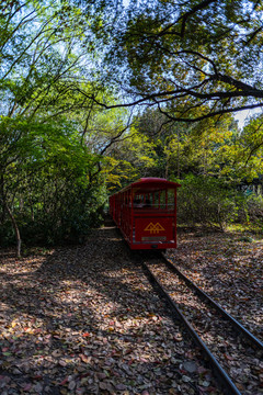 上海共青国家森林公园森林小火车
