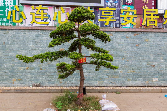 湛江市徐闻县文化广场罗汉树