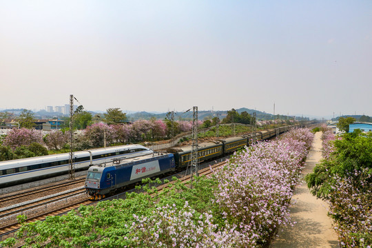 春天紫荆花海中的列车