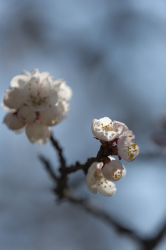 桃花迎春开