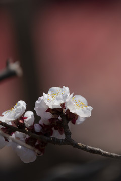 桃花迎春开