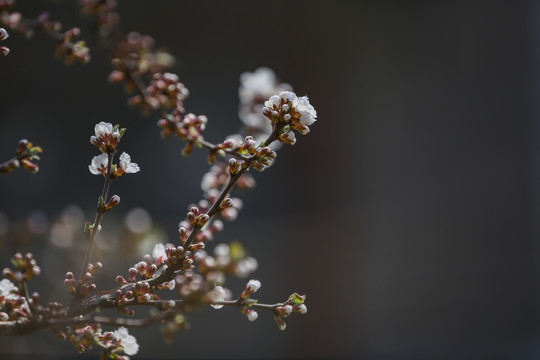 桃花迎春开