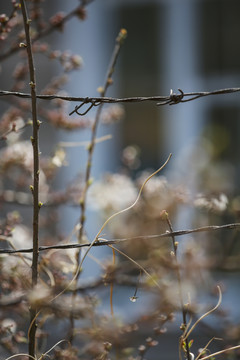 铁丝网围栏与桃花