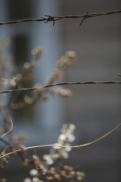 铁丝网围栏与桃花
