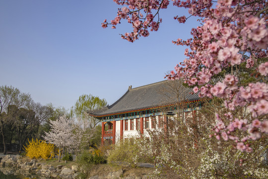 粉色花朵下北京大学备斋