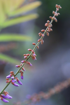 木蓝花