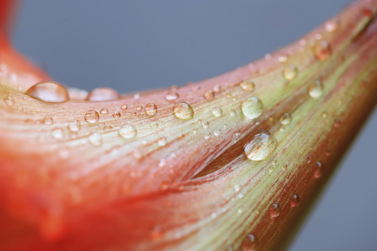 花瓣