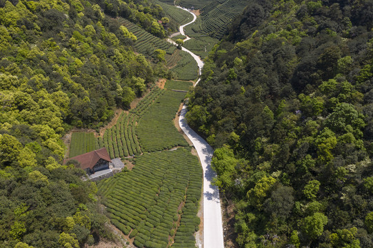 西湖龙井茶山