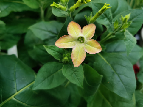 花烟草阿瓦隆系列绿色紫边