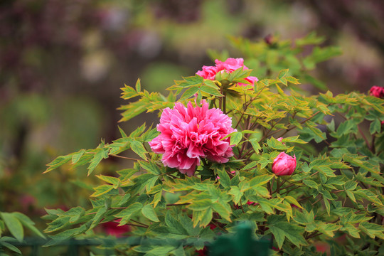 牡丹花