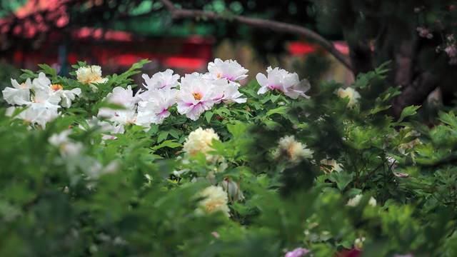 牡丹花