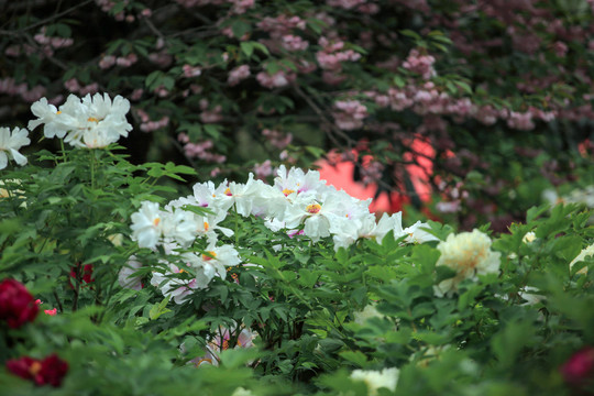牡丹花