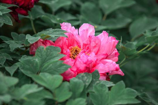 菏泽牡丹花