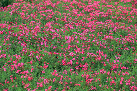 小花草地