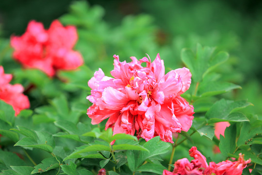 芍药花