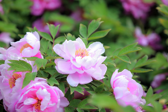 芍药花