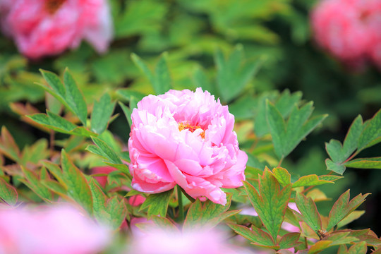 芍药花
