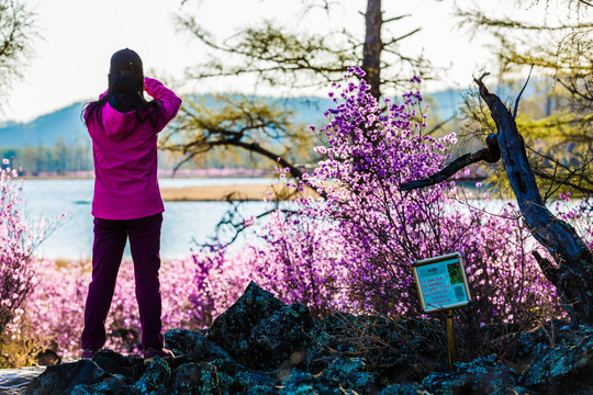 春季杜鹃花女人背影