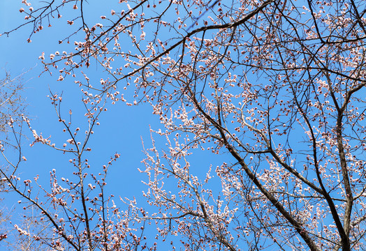 桃花蓝天