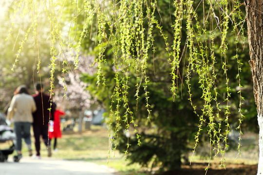 柳树发芽