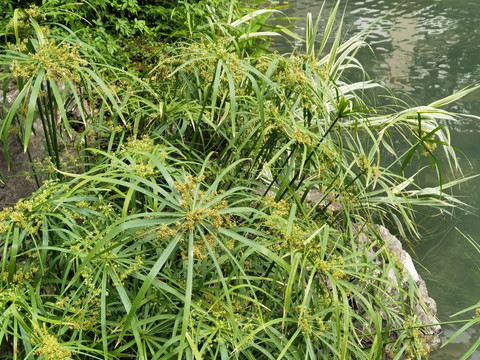 植物水竹