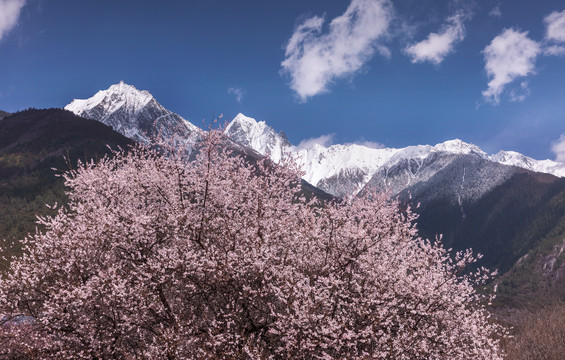 林芝桃花