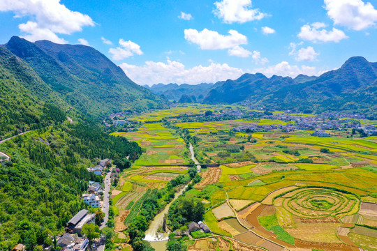 万峰林油菜花田