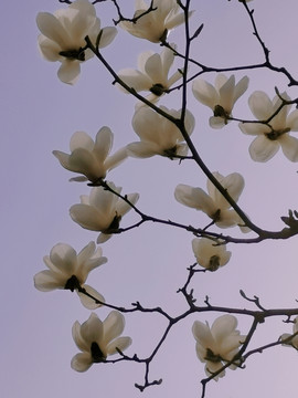 玉兰花开