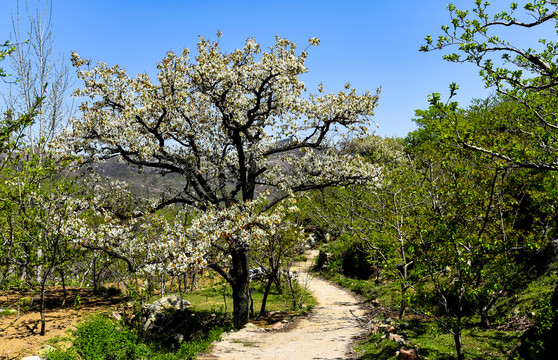 山村小路