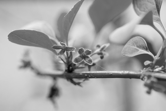黑白花卉