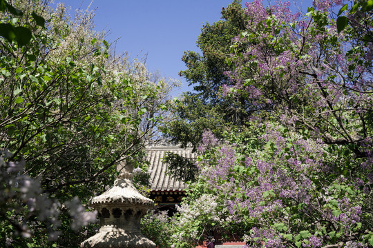 丁香花