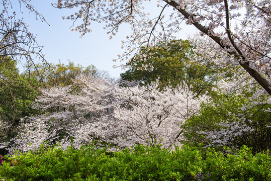 花草树木