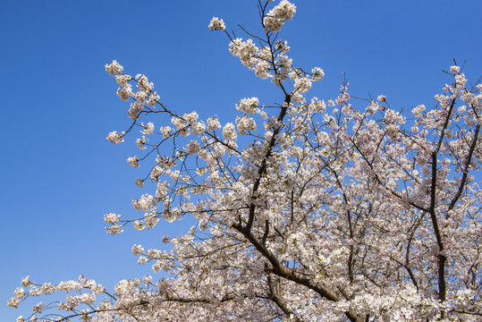 樱花树枝