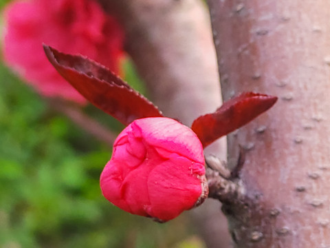 花蕾