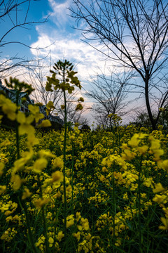 乡村油菜花开