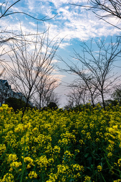 乡村油菜花开