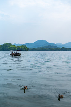 浙江西湖风景区鸳鸯戏水