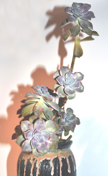 多肉植物紫悦老桩正面花朵局部图