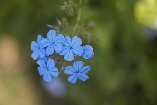 花卉一角柱花