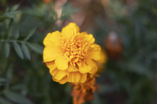 花卉一小万寿菊