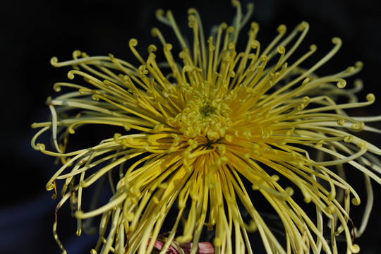 菊花素材