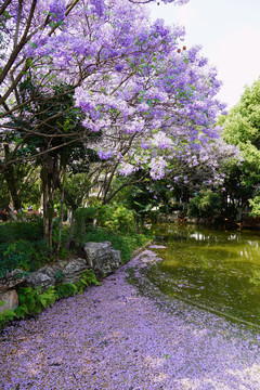 蓝花楹