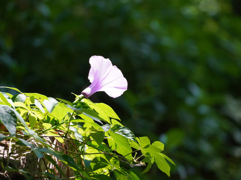 牵牛花