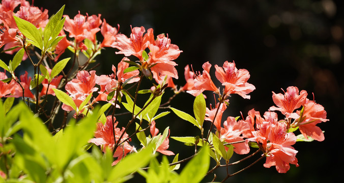 杜鹃花