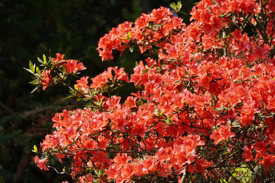 杜鹃花